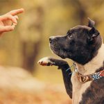 dog training