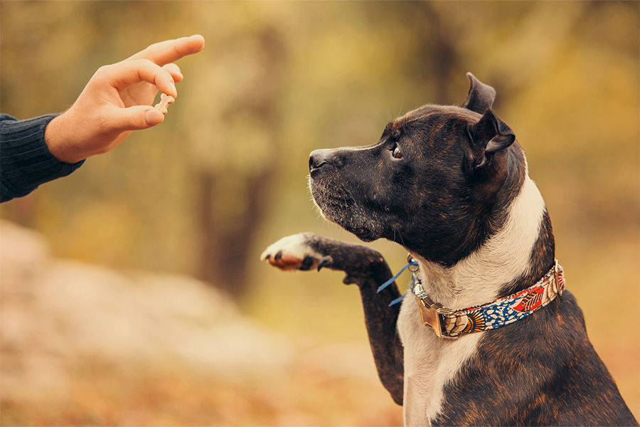 dog training